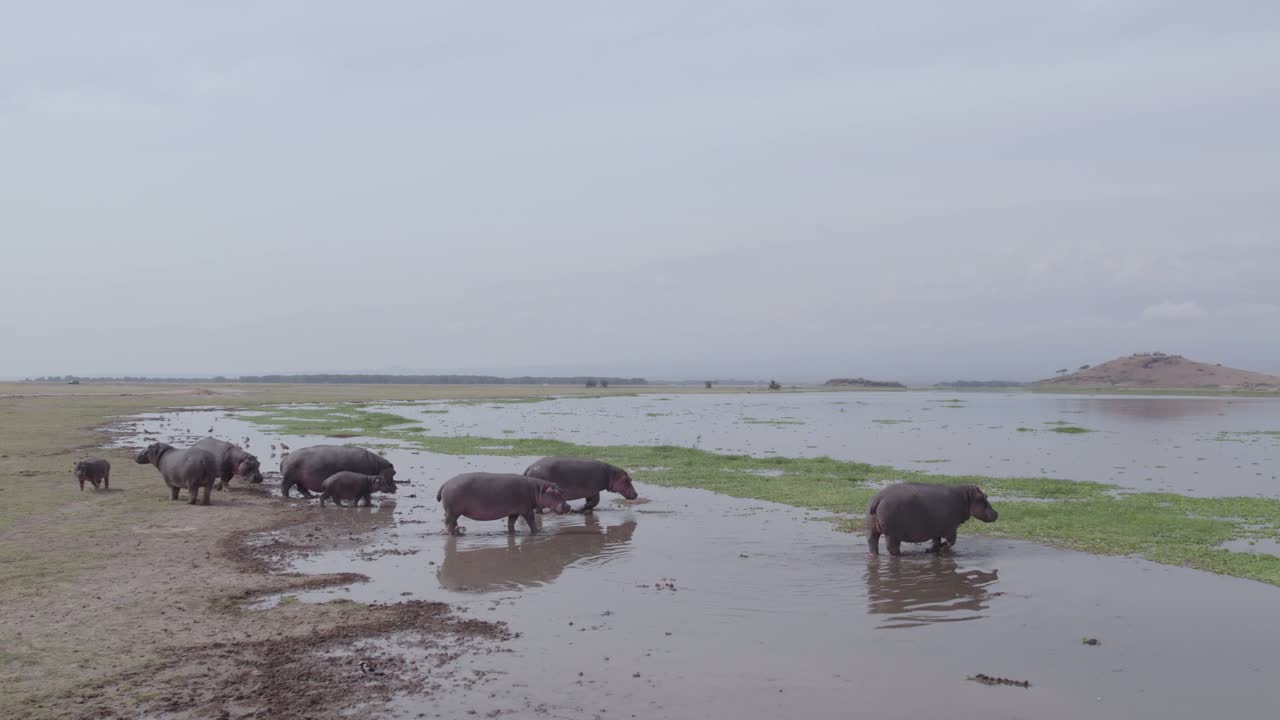 Hippos at the Shores of Lake Amboseli
