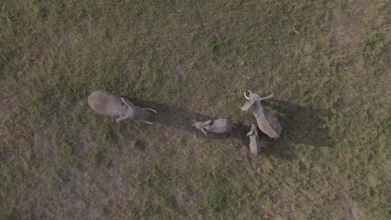Elephant Family Grazing — Bird's Eye