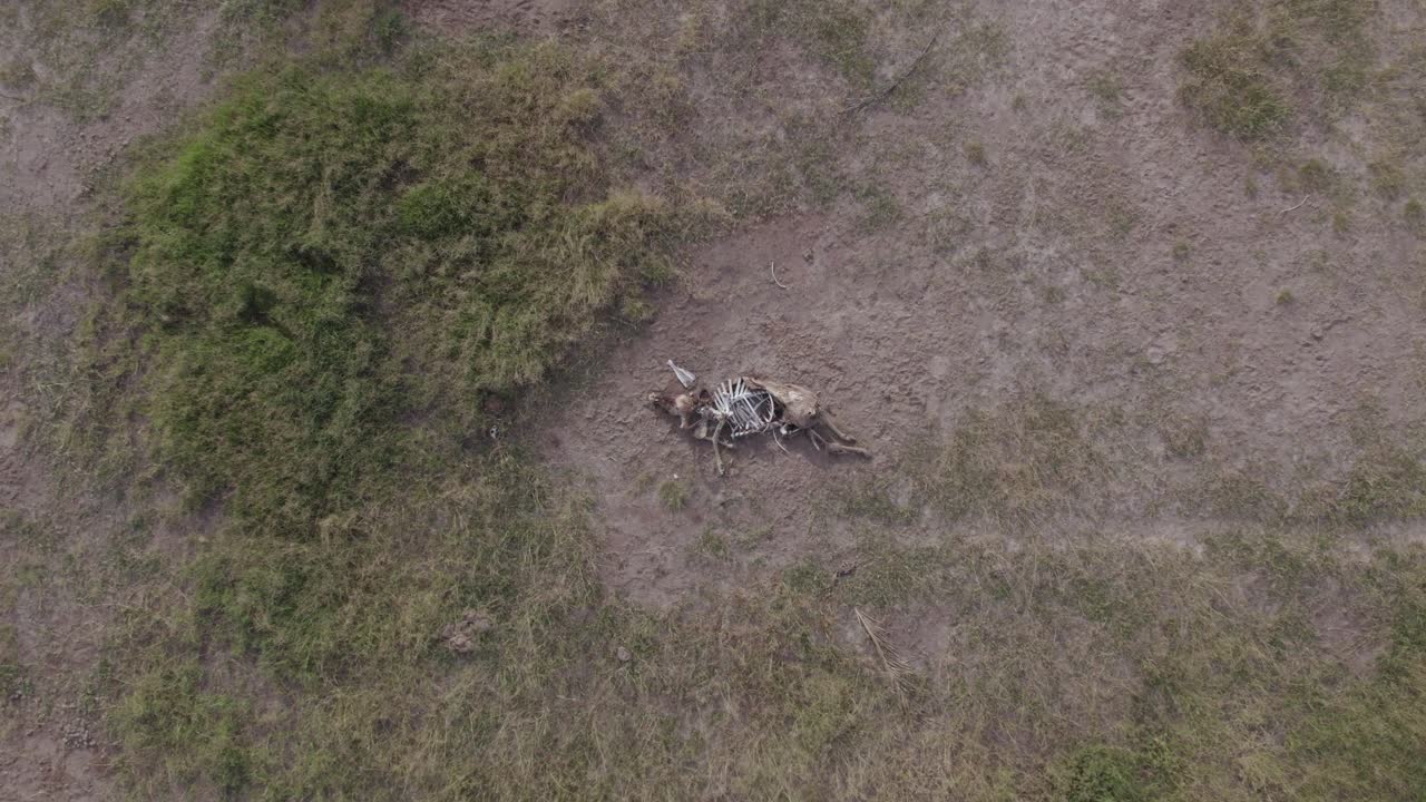 Buffalo Carcass — Aerial Over Amboseli Plains