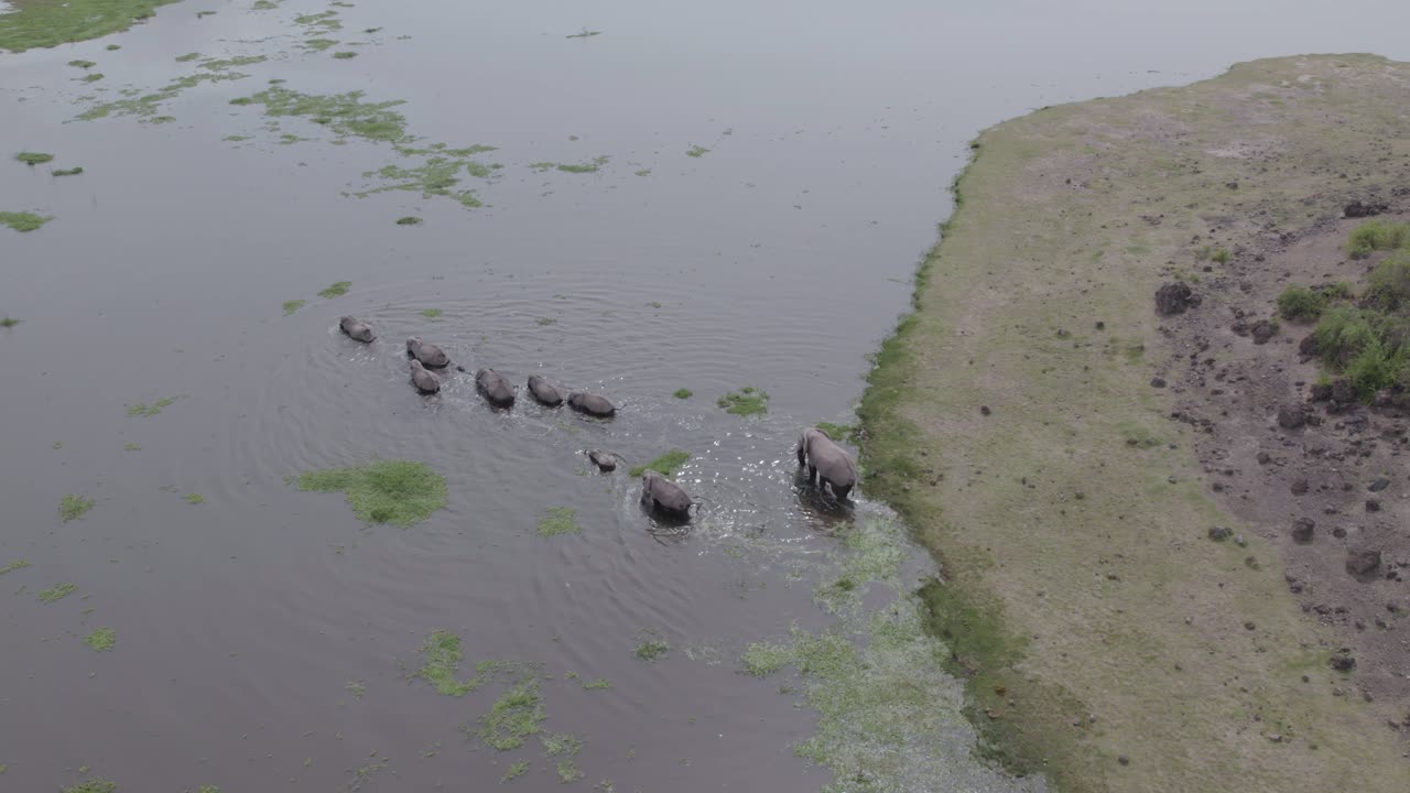 Elephants Crossing Lake Amboseli