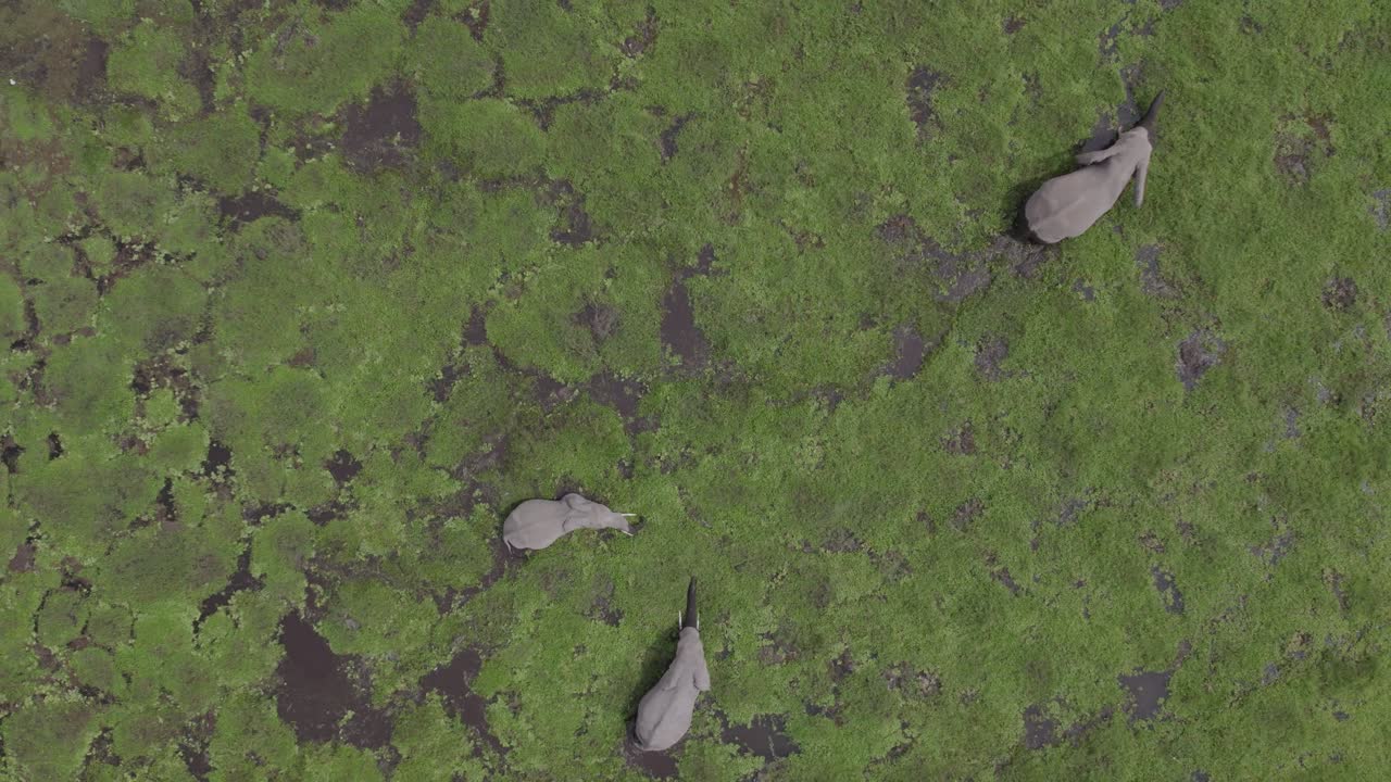 Bird's Eye — Elephants Foraging in Lake Amboseli